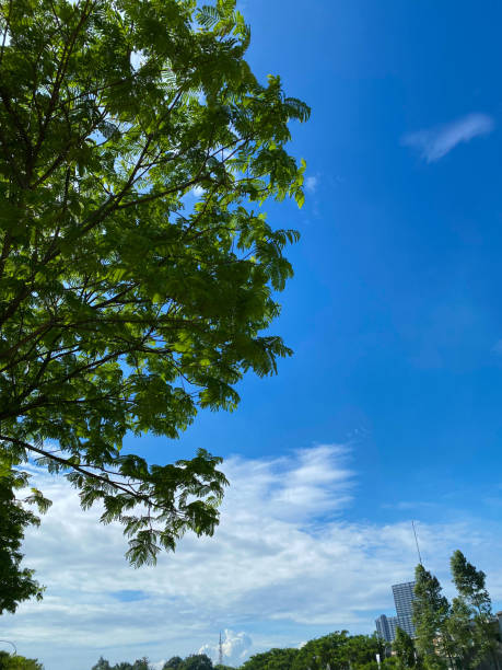 istock The bench of a tree with perfect blue sky 1391185687