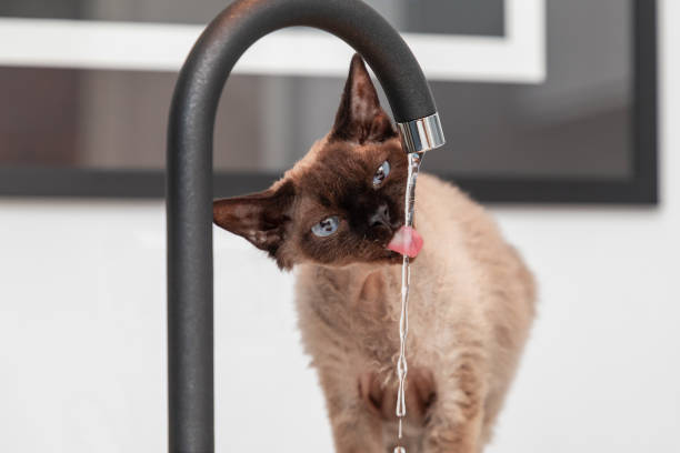 istock Devon Rex cat in the kitchen drinking water from a faucet (Selective focus) 1391186191