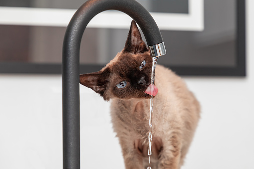 Devon Rex cat in the kitchen drinking water from a faucet (Selective focus)