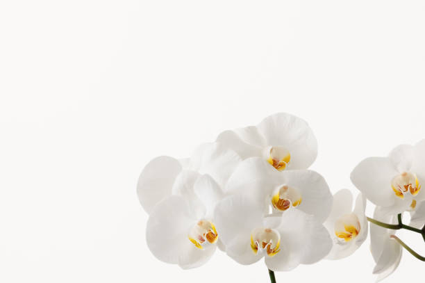 istock Beautiful white orchid flowers border on a white background  (Focus stacking) 1391186238