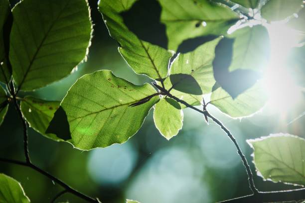 hojas de haya a la luz del sol - deciduous tree forest tree nature fotografías e imágenes de stock