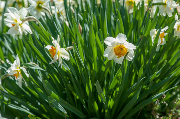 istock Spring, Bunch of white daffodils 1391187469
