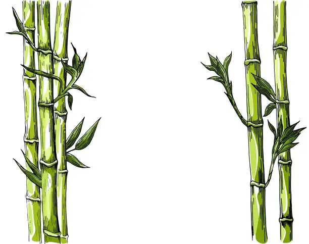 Vector illustration of Bamboo: stem and leaves of bamboo.