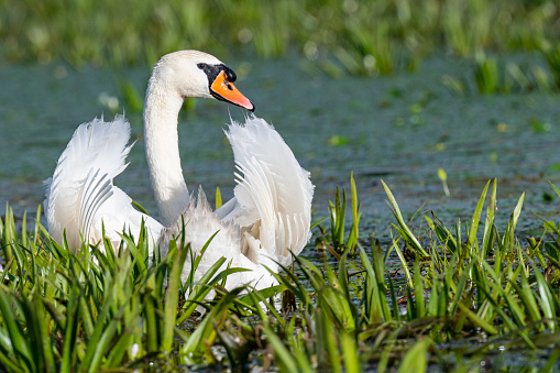 Mute swan (Cygnus olor), Danube Delta, Romania