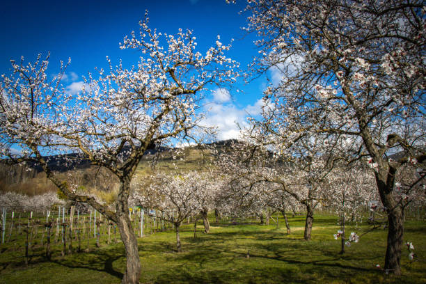 blooming apricot trees, Wachau valley, Austria, Mautern, Austria