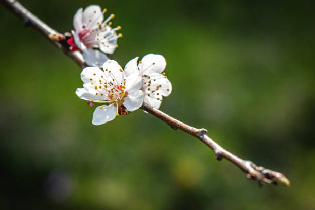 istock close up of an apricot tree blossom, macro 1391189343