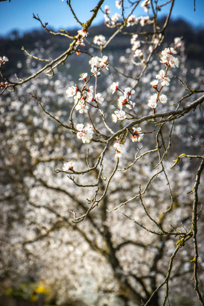 blooming apricot trees, Wachau valley, Austria, Mautern, Austria