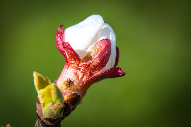 close up of an apricot tree blossom, macro, Wachau, Austria