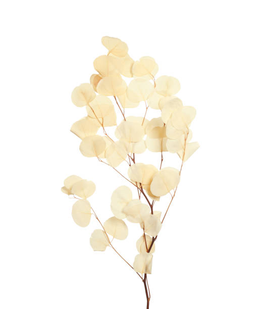 istock Beautiful eucalyptus branch with dried leaves on white background 1391189726