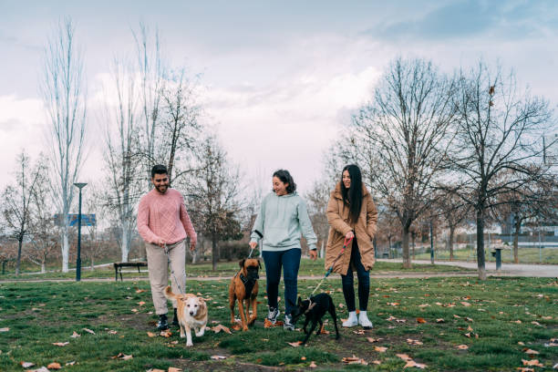 Three friends walking their dogs in park stock photo