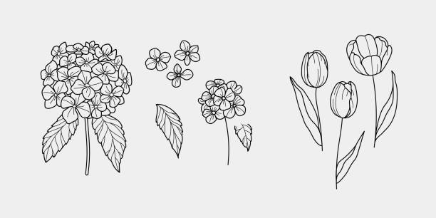 손으로 그린 우아한 튤립과 수국 꽃. 미적 꽃 요소 세트, 로고 디자인 및 브랜딩에 적합 - double tulip stock illustrations