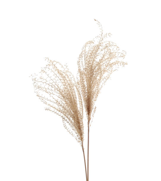 istock Beautiful tender dried flowers on white background. 1391191196