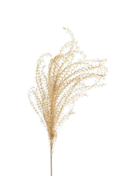 istock Beautiful tender dried flower on white background. 1391191264