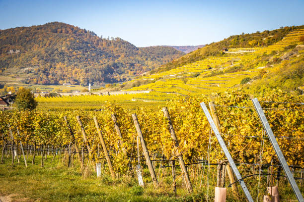 istock autumn in the Wachau Valley 1391191286