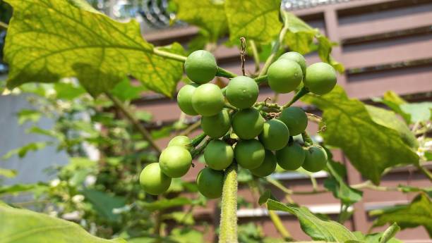 istock Pea Eggplant aka Turkey Berry 1391191357