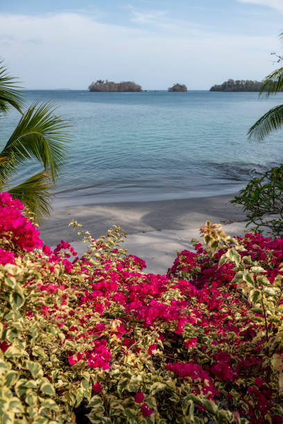 Green bush with tropical flowers by the sea at evening. Summer evening by the sea shore, Las Perlas archipelago, Panama, Central America isla contadora stock pictures, royalty-free photos & images