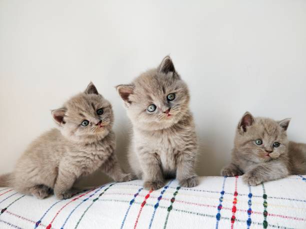 istock Three cute british shorthair kittens 1391196084