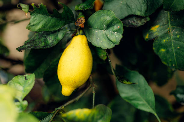 istock Man hand holding fresh lemon with dewdrops hanging on the branches 1391196115