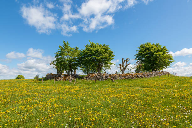 Blooming dandelions on a meadow with a grove of trees