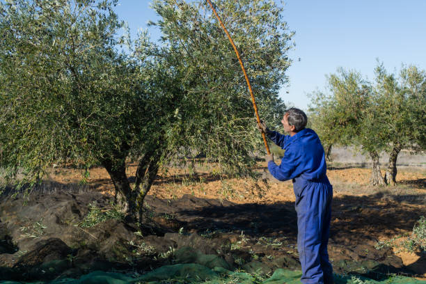 istock Man working in the field harvesting olives 1391196232