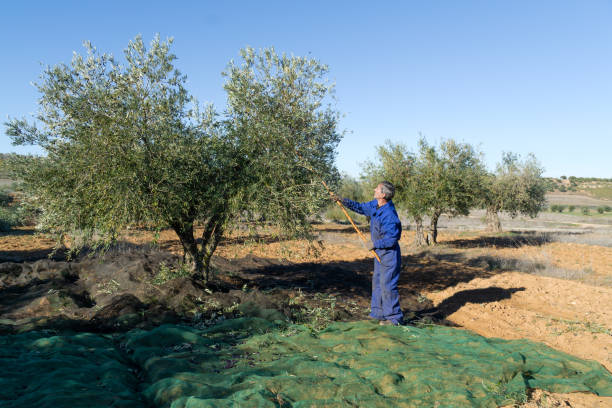 istock Man picking olives with the traditional method 1391196233