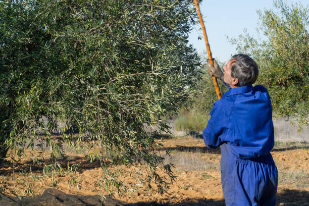 istock Worker in the field harvesting olives 1391196239