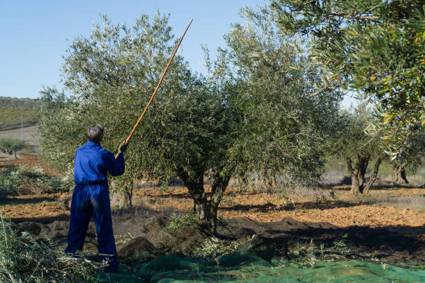 istock Unrecognizable man harvesting olives 1391196242