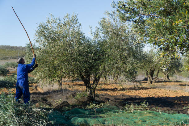 istock Worker dressed in blue in the field harvesting olives 1391196244