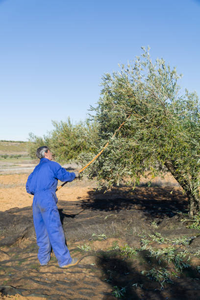 istock Man working in the field picking olives 1391196253