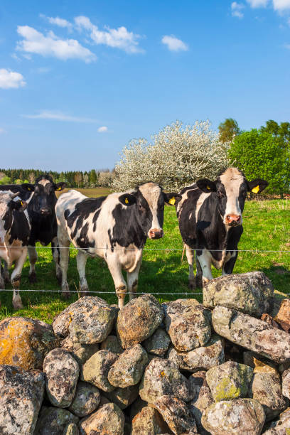 Three cows of different colors grazing peacefully on a grassy hillside surrounded by stones, under a bright blue sky with large white clouds. The image reflects rural simplicity and sustainable livestock farming.