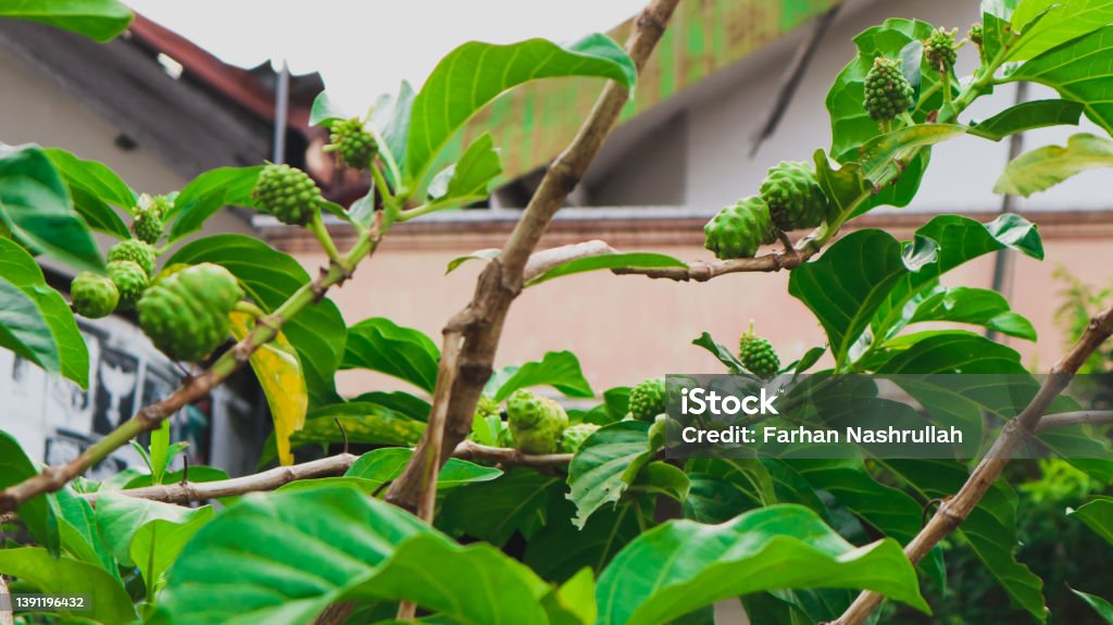 The young noni fruit is bright green Agriculture Stock Photo