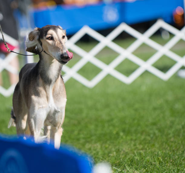 istock Saluki along the fence line 1391196486