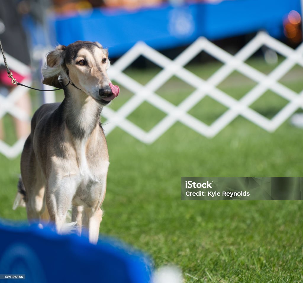 Saluki along the fence line Saluki walking along the edge of the dog show ring Show Dog Stock Photo