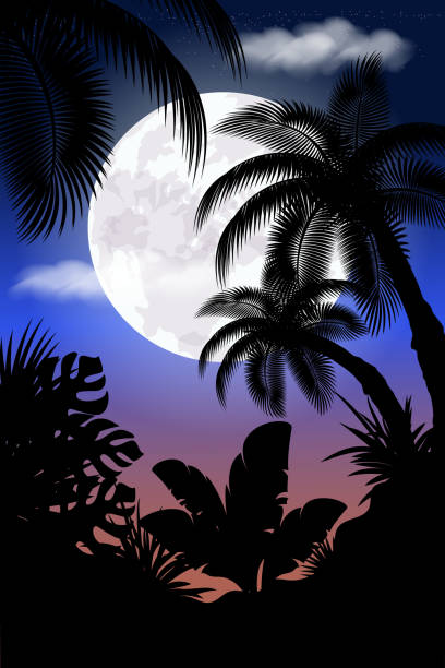 ilustrações de stock, clip art, desenhos animados e ícones de vector illustration. - rainforest tropical rainforest forest moonlight