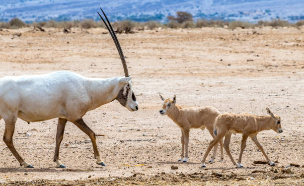 istock Juvenile antelope Arabian white oryx (Oryx dammah) 1391197512