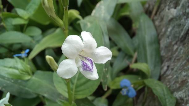 istock Chinese Violet Flower 1391197682