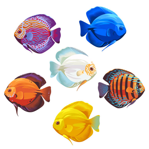 ilustraciones, imágenes clip art, dibujos animados e iconos de stock de un conjunto de peces de colores del género discus, aislados sobre un fondo blanco. - animals and pets isolated objects sea life