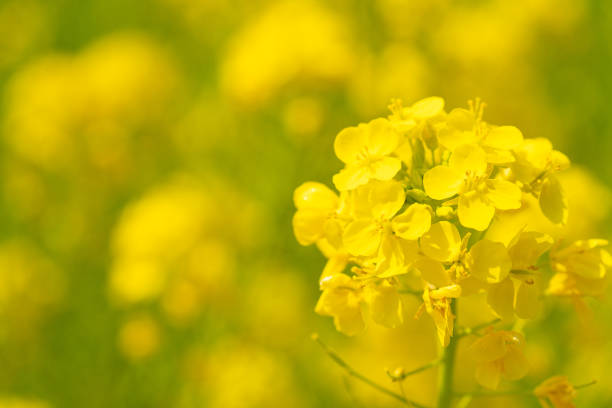 Field of rape blossoms in full bloom