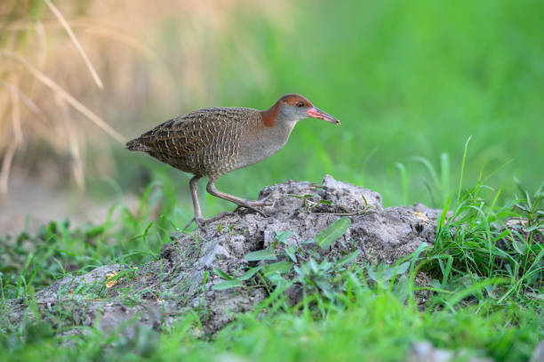 istock Closeup Slaty-breasted Rail on green background 1391198583