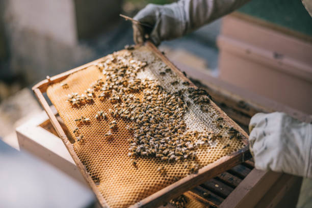 abeilles mellifères sur le cadre de la ruche - ruche photos et images de collection