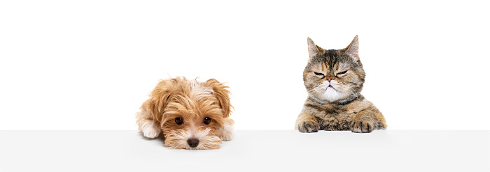 Cute pets. Portrait of beautiful cat and purebred dog isolated on white background. Concept of animal life, friendship, interplay concept. Poster, flyer for ad, design, text and sales