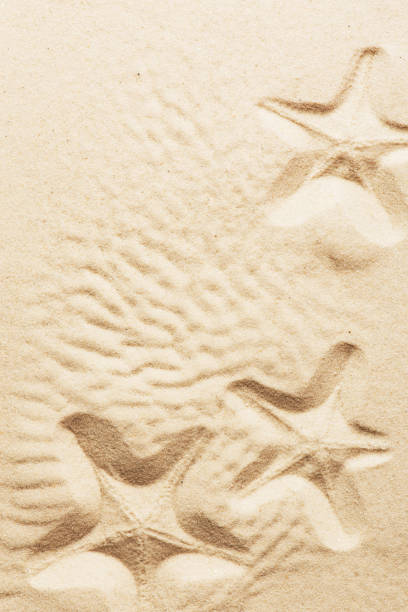 istock Seashells on the sand, beach background, top view 1391200448