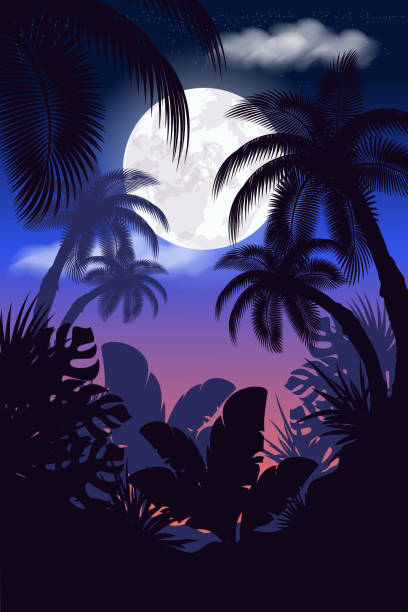 ilustrações de stock, clip art, desenhos animados e ícones de vector illustration. - rainforest tropical rainforest forest moonlight