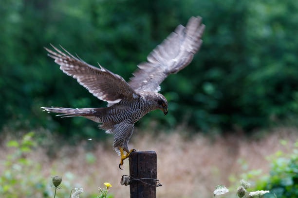 istock Northern goshawk in the forest 1391206500