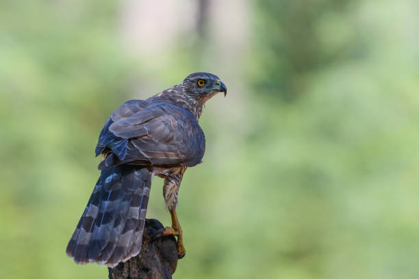 istock Northern goshawk in the forest 1391206504