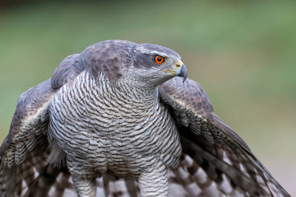 istock Northern goshawk in the forest 1391206512