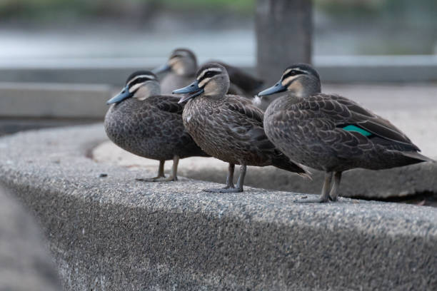 patos graznidos sentados al borde del lago - animals in the wild blue beak mottled fotografías e imágenes de stock