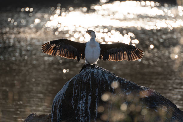 istock Australian pied cormorant drying its wings 1391206568
