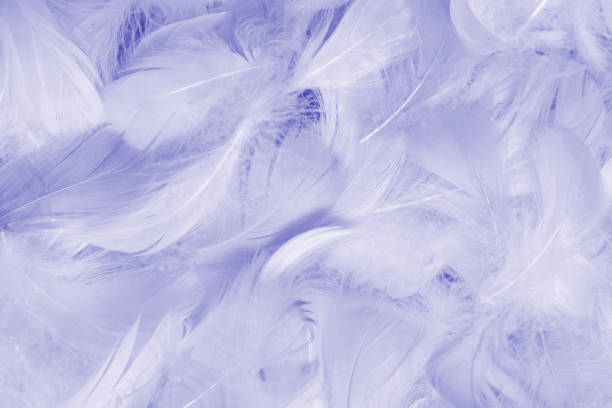istock Purple feather as  background, top view. 1391207390