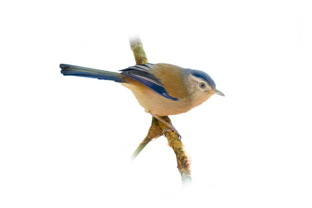 istock Blue-winged Minla perching on a perch looking into a distance 1391207625